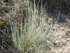 Cytisus multiflorus