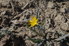 Agoseris parviflora