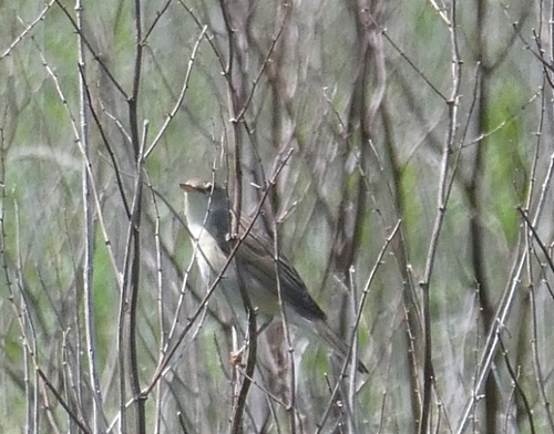 Marsh Warbler, 8014 Zwolle, Nederland, photo 9 of 10