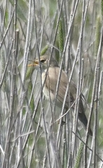 Acrocephalus palustris