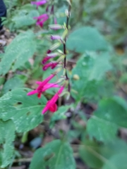 Salvia purpurea