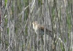 Acrocephalus palustris