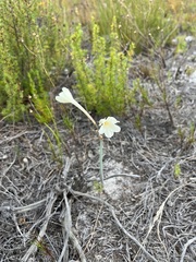 Cyrtanthus leucanthus