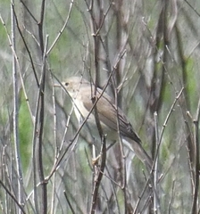 Acrocephalus palustris