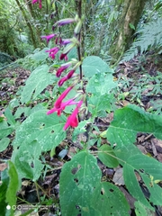 Salvia purpurea