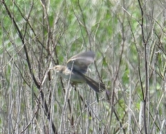 Acrocephalus palustris