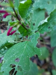Salvia purpurea