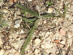 Achillea millefolium