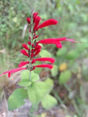 Salvia cinnabarina