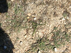 Achillea millefolium
