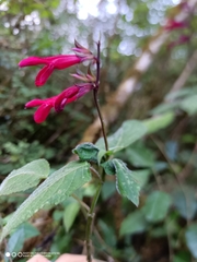 Salvia eizi-matudae