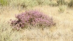 Calluna vulgaris