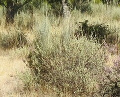Cistus lasianthus alyssoides