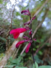 Salvia eizi-matudae