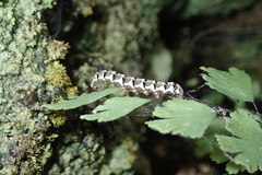 Callopistria latreillei