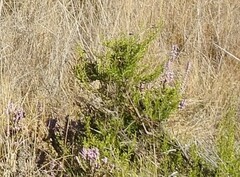 Calluna vulgaris
