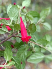 Clinopodium selerianum