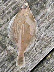 Limanda limanda