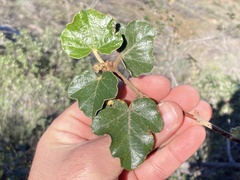 Fremontodendron