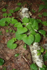 Viola pubescens