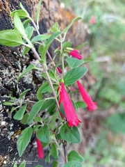 Clinopodium selerianum