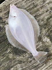 Limanda limanda