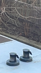 Cardinalis cardinalis