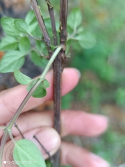 Clinopodium selerianum
