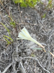 Cyrtanthus leucanthus