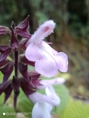 Salvia carnea