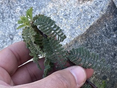 Chamaebatia australis