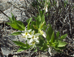 Amsonia tomentosa