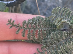 Chamaebatia australis