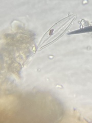 Naviculales