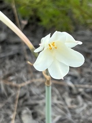 Cyrtanthus leucanthus