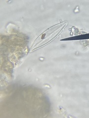 Naviculales