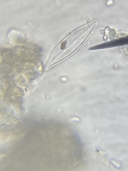 Naviculales