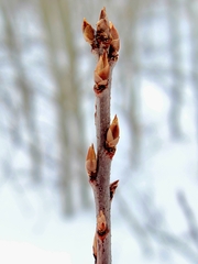 Prunus virginiana
