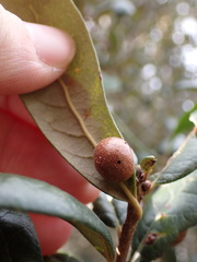 Belonocnema fossoria