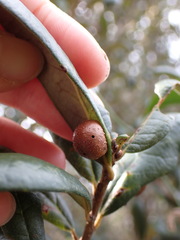Belonocnema fossoria