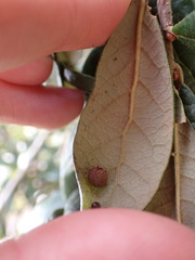 Belonocnema fossoria