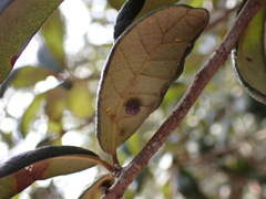 Belonocnema fossoria