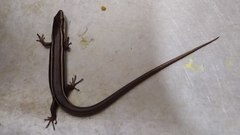 Aspronema dorsivittatum