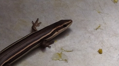 Aspronema dorsivittatum
