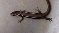 Aspronema dorsivittatum