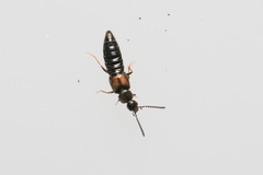 Liogluta longiuscula