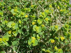 Euphorbia schizoloba