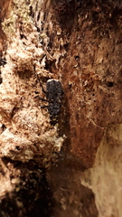 Platyrhinus resinosus
