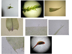 Brachytheciastrum velutinum