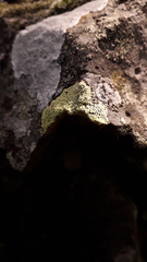Rhizocarpon geographicum